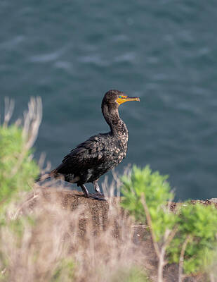 Animal Watercolors Juan Bosco Royalty Free Images - Cormorant on the bluffs Royalty-Free Image by Your Nature and Travel Images