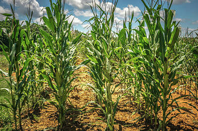 Landscapes Kadek Susanto Royalty Free Images - Corn Farm Field On A Sunny Day Royalty-Free Image by Alex Grichenko