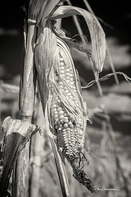Dan Beauvais Royalty-Free and Rights-Managed Images - Corn Ready to Harvest 6589 by Dan Beauvais