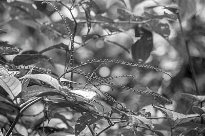 Classical Masterpiece Still Life Paintings - Costa Rica Plant Life Black and White by Betsy Knapp