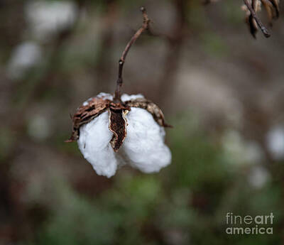 Cities Royalty Free Images - Cotton Harvest Royalty-Free Image by Dale Powell