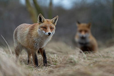 1-war Is Hell - Couple... Red Foxes by Ralf Kistowski