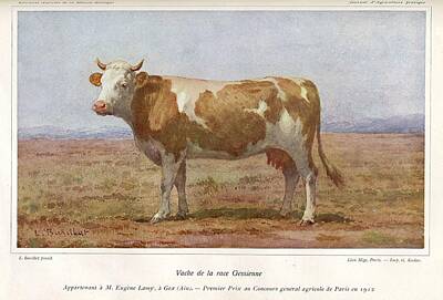 Little Mosters Rights Managed Images - Cow of the gessian race 1912 Royalty-Free Image by Celestial Images