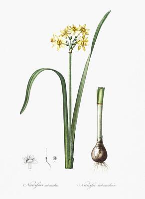 Abstract Airplane Art - Cowslip cupped daffodil illustration from Les liliacees  1805  by Pierre Joseph Redoute  1759 1840  by Celestial Images