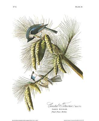 Fruits And Vegetables Still Life - Crested Titmouse by John Audubon by Celestial Images