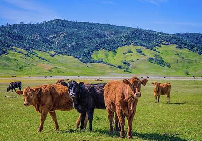 Lights Camera Action - Cute and Curious California Cows by Lynn Bauer