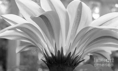 Black And White Rock And Roll Photographs - Daisy by Tracy Delfar