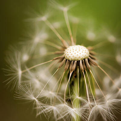 Going Green - Dandelion Seeds Square by Terry DeLuco