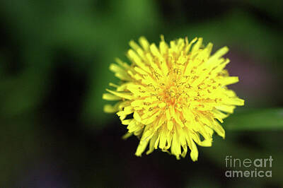 Skiing And Slopes - Dandelion by Traci Law