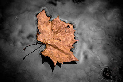 State Love Nancy Ingersoll - Dark Water Leaf by Jim Love