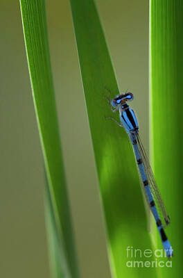 Maps Maps And More Maps - Dashing Damselfly on a Reed by Ruth Jolly