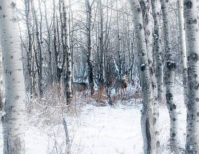 World Forgotten - Deer In The Woods by Phil And Karen Rispin