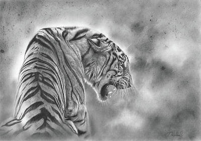 Animals Drawings Royalty Free Images - Defiant Royalty-Free Image by Peter Williams