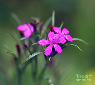 Achieving - Deptford Pink Wildflower by Kerri Farley