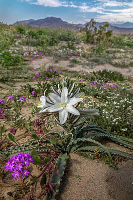 Lilies Royalty-Free and Rights-Managed Images - Desert Lily by Peter Tellone