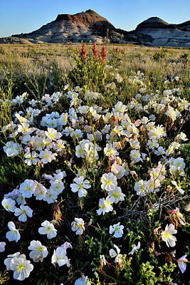 Lovely Lavender - Desert Roses near Ruby Mountain in Grand Junction CO by Ray Mathis