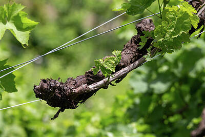 All You Need Is Love - Detail of vine with defocused background by Pavel Rezac