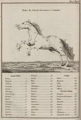 Antlers - Different parts of the horse 1798 by Celestial Images