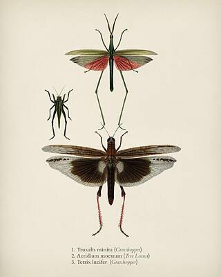Wine Patents - Different types of bugs illustrated by Charles Dessalines D Orbigny  1806-1876  by Celestial Images