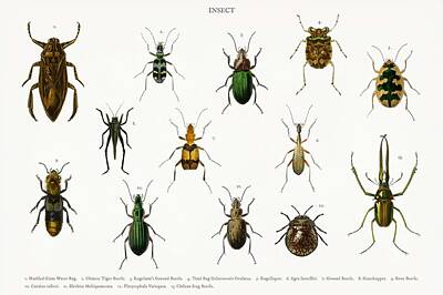 Laundry Room Signs - Different types of insects illustrated by Charles Dessalines D Orbigny  1806-1876  13 by Celestial Images