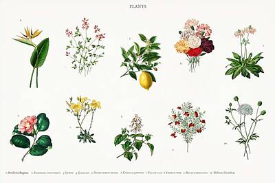 Discover Inventions - Different types of plants illustrated by Charles Dessalines D Orbigny  1806-1876  by Celestial Images