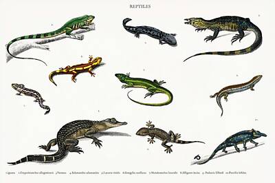 Reptiles Royalty-Free and Rights-Managed Images - Different types of reptiles illustrated by Charles Dessalines D  Orbigny  1806-1876  by Celestial Images
