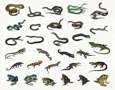 Reptiles Paintings - Different types of reptiles illustrated by Charles Dessalines D Orbigny 1806-1876 by Celestial Images