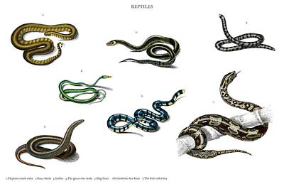 Reptiles Royalty Free Images - Different types of snakes illustrated by Charles Dessalines D Orbigny 1806-1876 4 Royalty-Free Image by Celestial Images