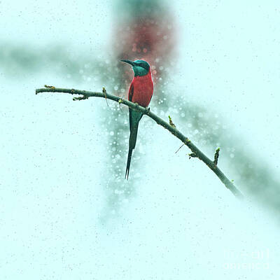 Red Roses - Digitally enhanced image of a Carmine bee eater f1 by Humorous Quotes
