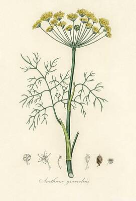 Roses Paintings - Dill Anethum graveolens illustration from Medical Botany 1836 by John Stephenson and James Morss by Celestial Images
