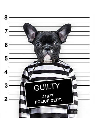 Portraits Royalty-Free and Rights-Managed Images - Guilty dog mugshot portrait by Delphimages Photo Creations