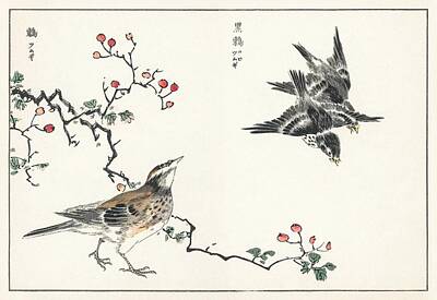 Animals Paintings - Dosky Thrush and Japanese Grey Thrush illustration from Pictorial Monograph of Birds  1885 by Numat by Celestial Images