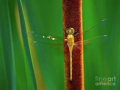 Pineapples Rights Managed Images - Dragonfly - 1 Royalty-Free Image by Jeffrey Schulz