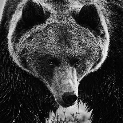 Jouko Lehto Royalty Free Images - Drama king. Brown Bear in bw Royalty-Free Image by Jouko Lehto