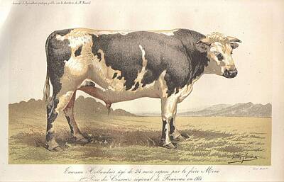 Mammals Paintings - Dutch bull 1866 by Celestial Images
