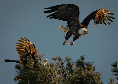 Wild Weather Rights Managed Images - Eagle Female Leaving Royalty-Free Image by Hershey Art Images