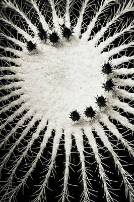 Minimalist Childrens Stories - Echinocactus Grusonii. Cacti Geometry 1 B W by Jenny Rainbow