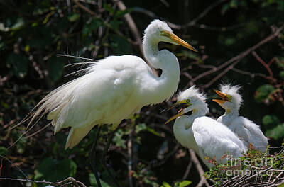 Champagne Corks - Egret Chicks by Dale Powell