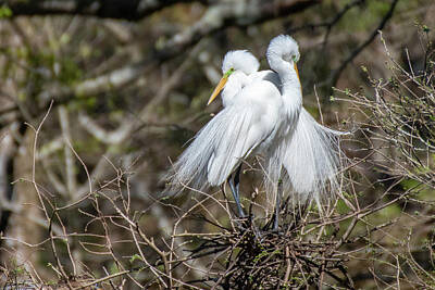 Shaken Or Stirred - Egret Nesting Pair by Gary E Snyder