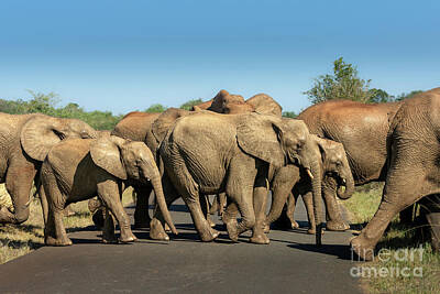 Animals Photos - Elephant Crossing by Jamie Pham