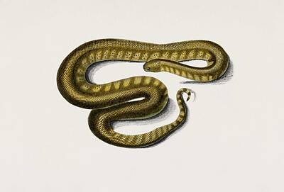Reptiles Royalty-Free and Rights-Managed Images - Elephant trunk snake  Acrochordus Javanicus  illustrated by Charles Dessalines  D Orbigny  1806-1876 by Celestial Images