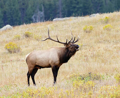 Steven Krull Royalty-Free and Rights-Managed Images - Elk Bugling His Commands by Steven Krull