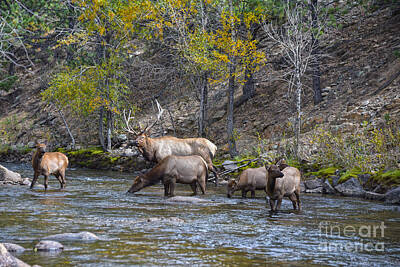 Theater Architecture - Elk Herd in The Big Thompson River by Catherine Sherman