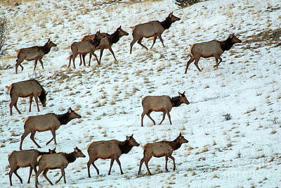 Steven Krull Royalty Free Images - Elk Herd on a Winter Morning Royalty-Free Image by Steven Krull