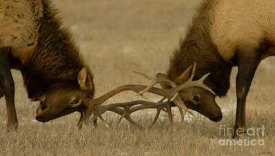 Sir Lawrence Almatadema - Elk In Rut-Signed-#8947 by J L Woody Wooden
