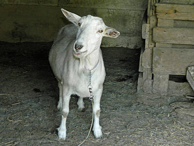 All You Need Is Love Rights Managed Images - Elvis Goat Royalty-Free Image by Eric D Courtney