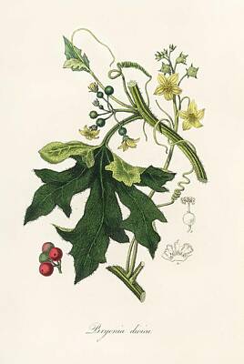 Queen Rights Managed Images - English mandrake  Bryonia dioica illustration from Medical Botany  1836  by John Stephenson and Jam Royalty-Free Image by Celestial Images