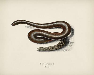 Reptiles Royalty Free Images - Eryx Eryx Duvaucelii illustrated by Charles Dessalines D Orbigny 1806-1876 2 Royalty-Free Image by Celestial Images