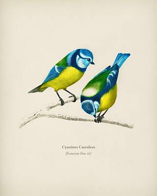Amy Hamilton Watercolor Animals - Eurasian blue tit Cyanistes Caeruleus illustrated by Charles Dessalines D Orbigny 1806-1876 by Celestial Images