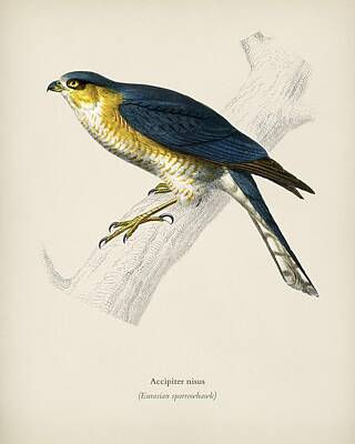 Discover Inventions - Eurasian sparrowhawk  Accipiter nisus  illustrated by Charles Dessalines D  Orbigny  1806 1876    by Celestial Images